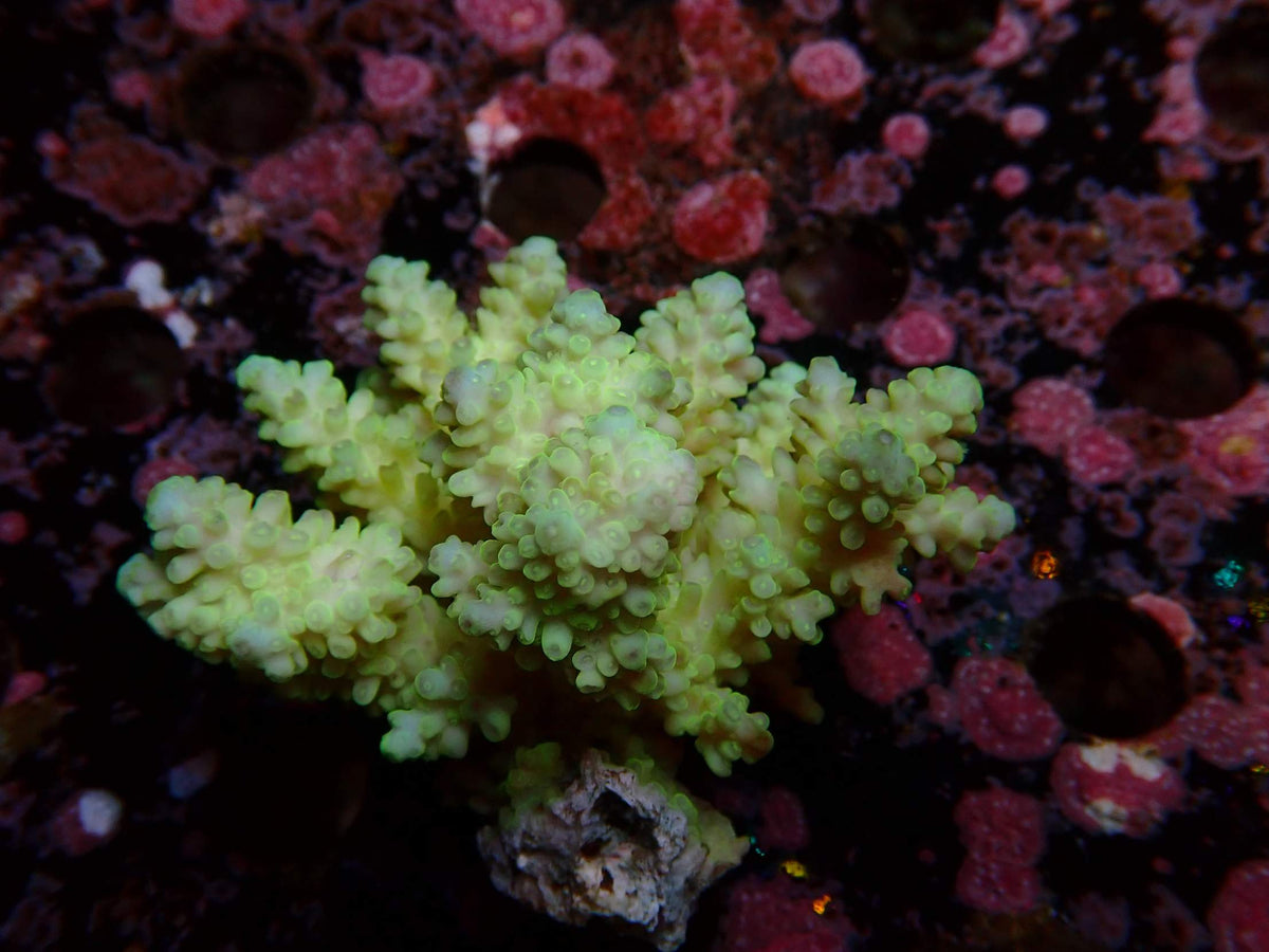 Fiji Acropora Ultra WYSIWYG – daylight photo, pastel green with light tips
