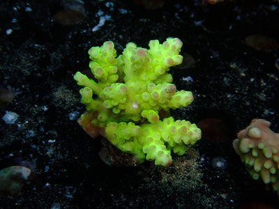 Fiji Acropora Florida | WYSIWYG