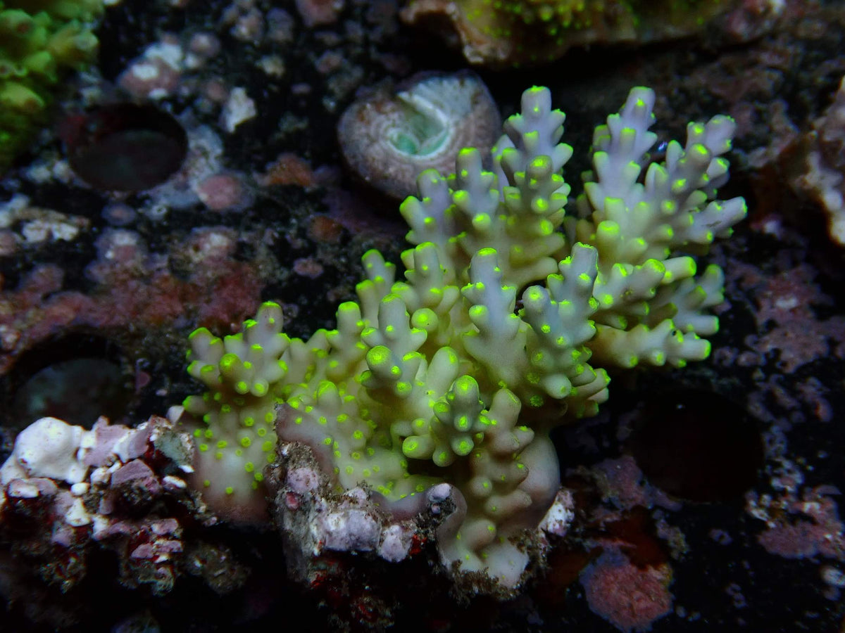Fiji Acropora Valida WYSIWYG – daylight photo, light blue-grey with neon green tips