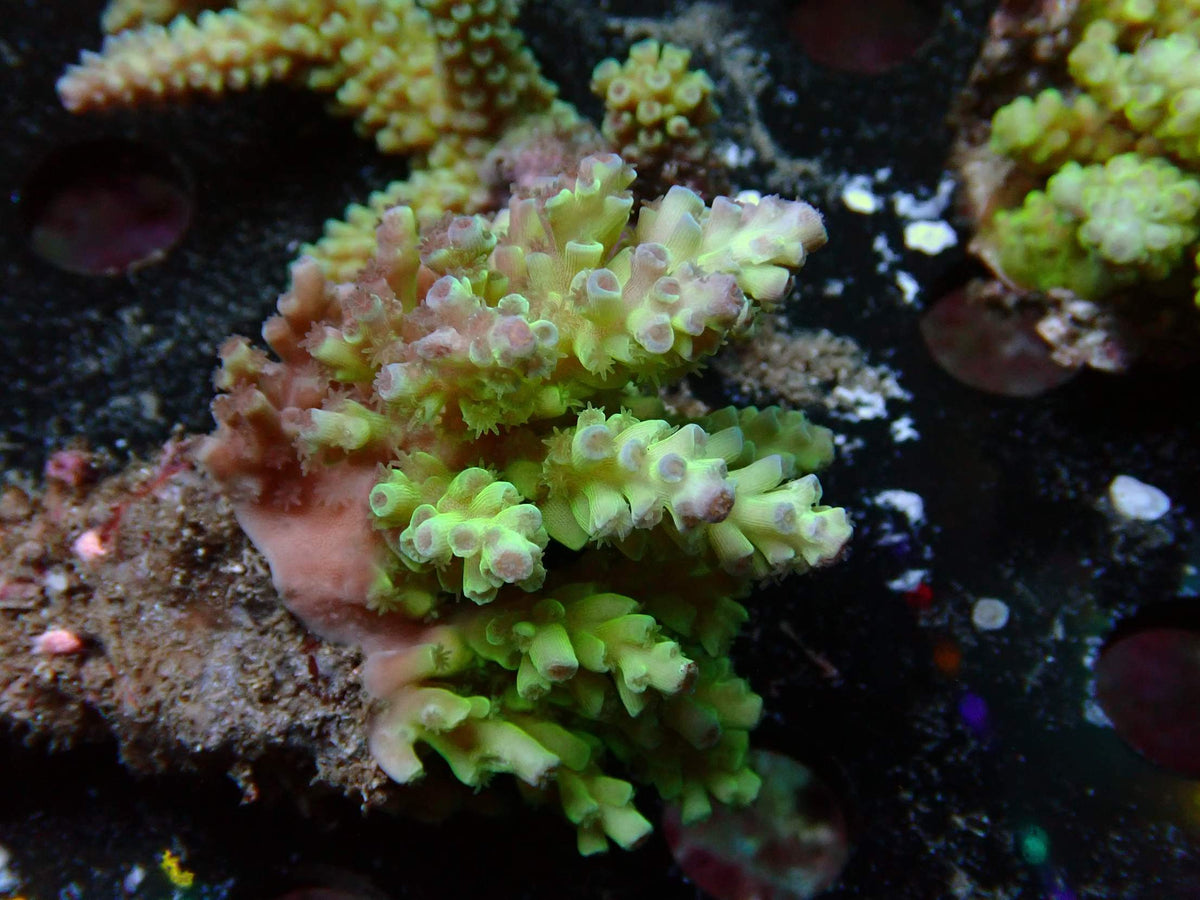 Fiji Acropora Tenuis WYSIWYG – daylight photo, green with pink corallites