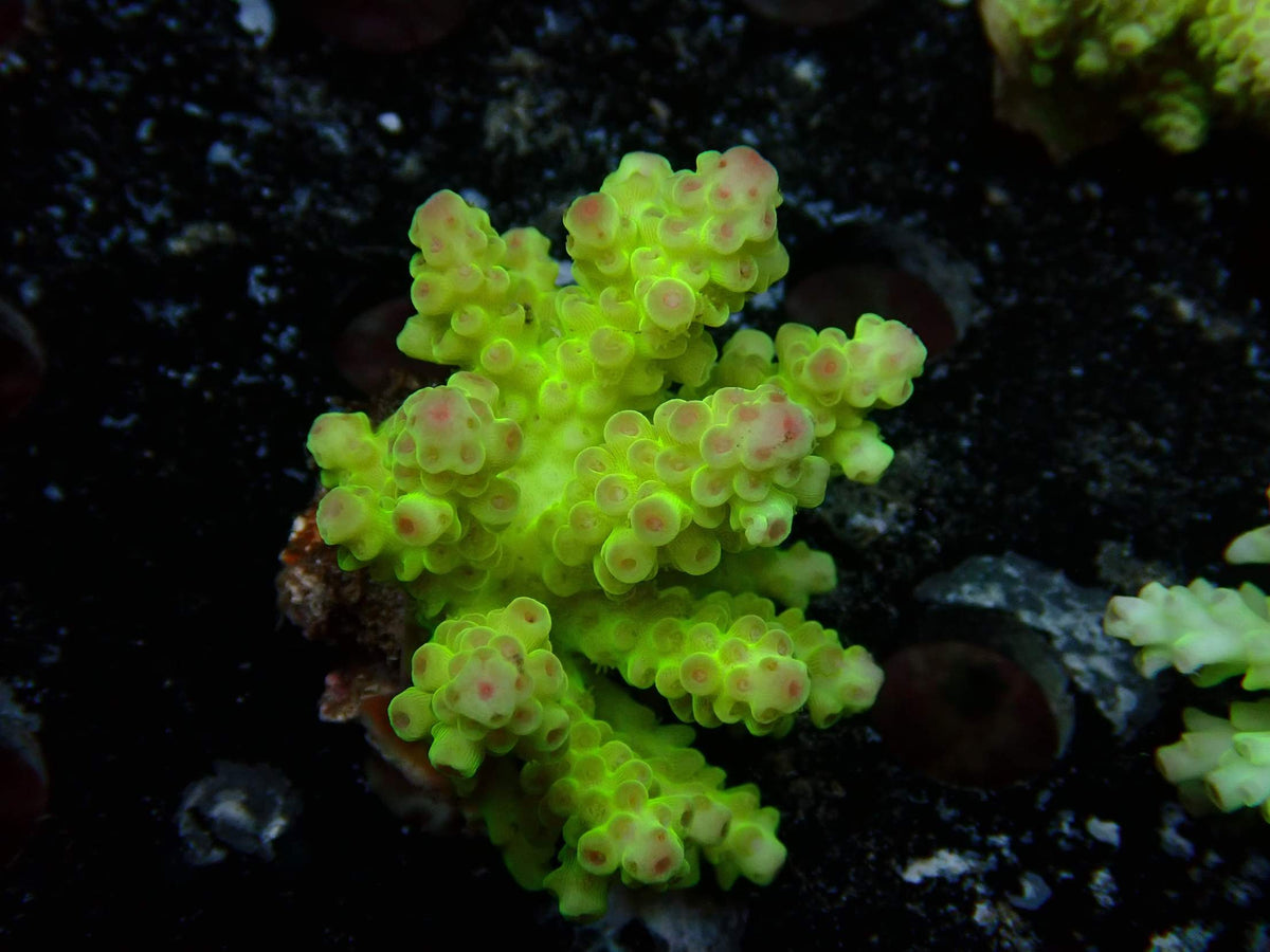 Fiji Acropora Florida WYSIWYG – daylight photo, neon green with pink polyps