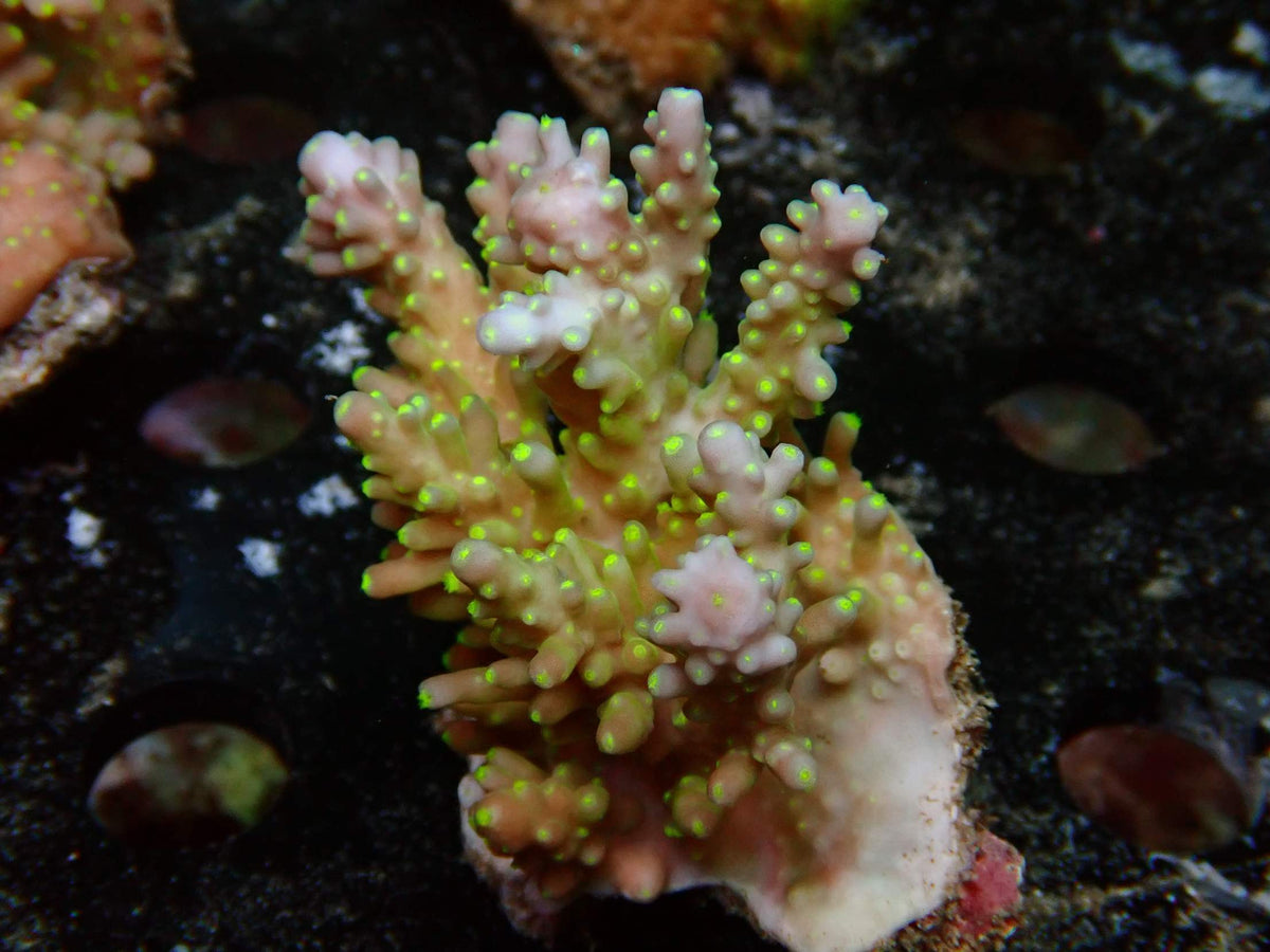 Fiji Acropora Valida WYSIWYG – daylight photo, pink-beige with bright green polyp tips and white growth tips