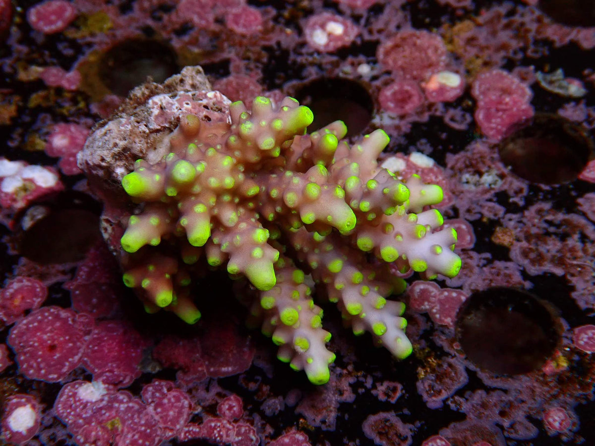 Fiji Acropora Valida WYSIWYG – daylight photo, pink with neon green tips