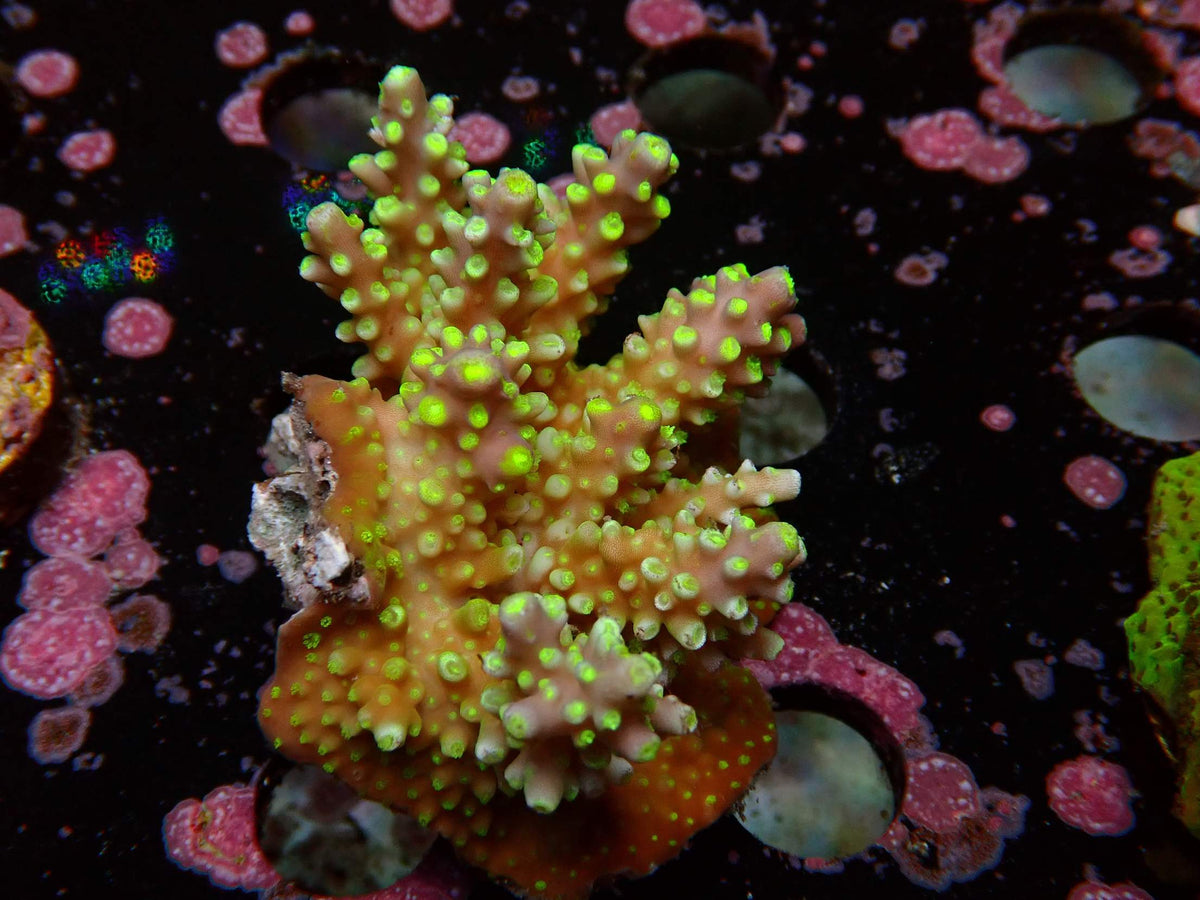 Fiji Acropora Valida WYSIWYG – daylight photo, green polyps on an orange-brown base