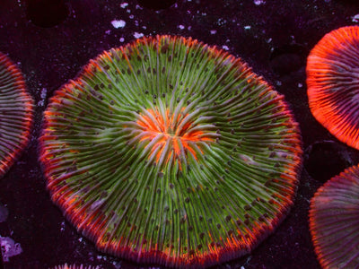 Fungia Ultra Rainbow | WYSIWYG