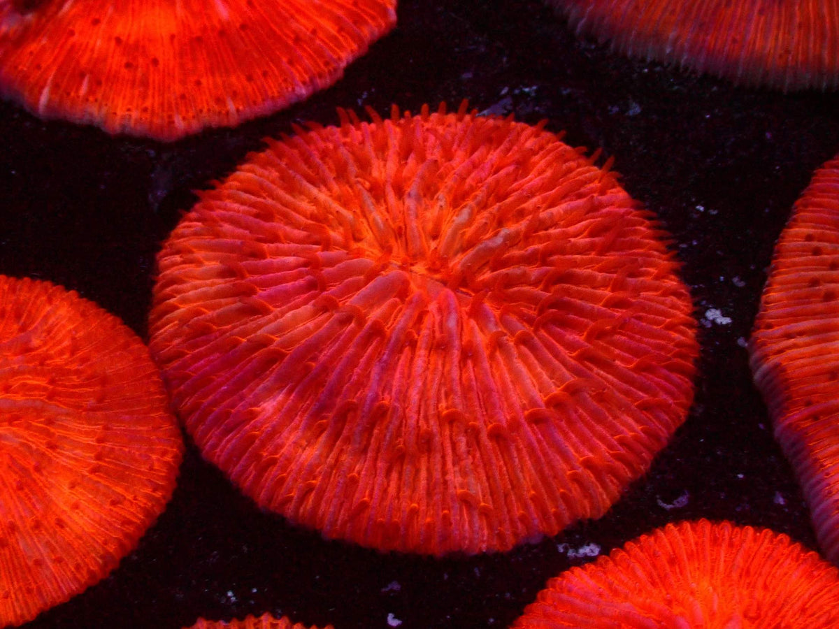 Fungia Ultra WYSIWYG – Blaulichtaufnahme, rot-orange mit rosa Schimmer
