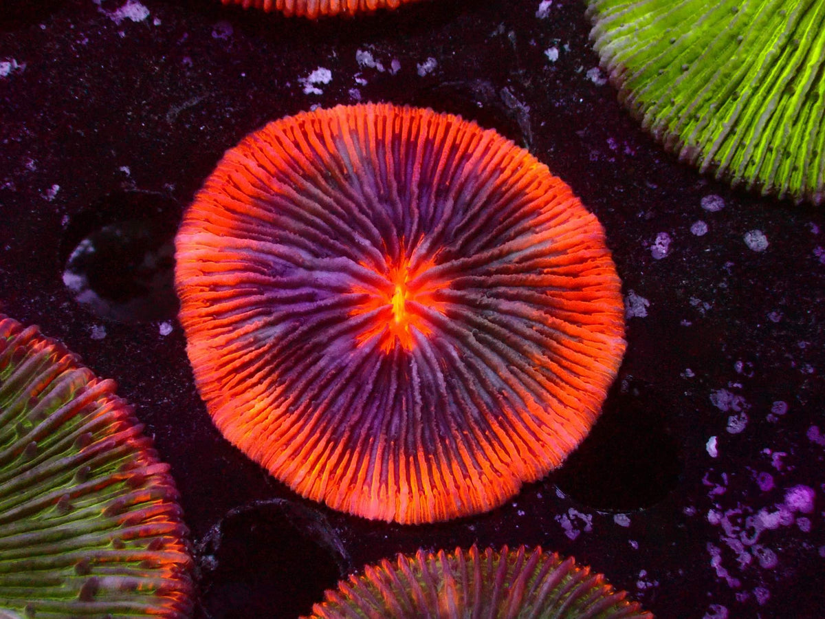 Fungia Ultra WYSIWYG – Blaulichtaufnahme, orange-roter Rand mit violettem Innenbereich