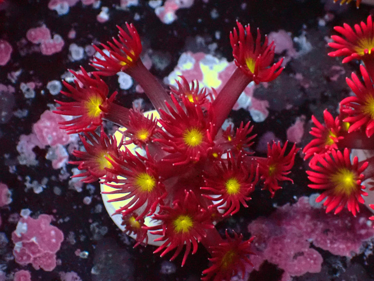 Goniopora Ultra WYSIWYG – blue light photo, red with yellow oral disc