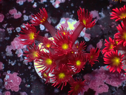Goniopora Ultra WYSIWYG – blue light photo, red with yellow oral disc