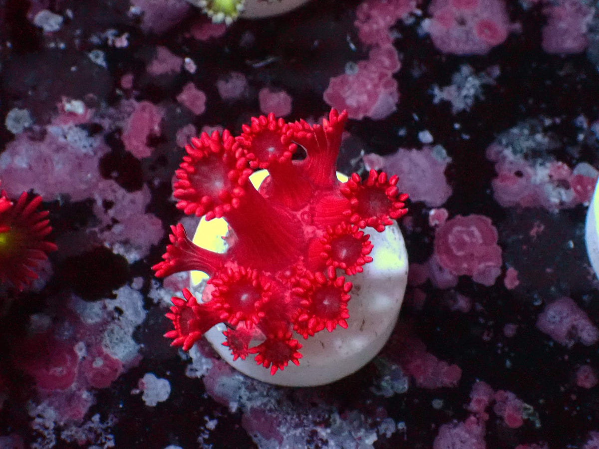 Goniopora Ultra Red WYSIWYG – Blaulichtaufnahme, leuchtend rot