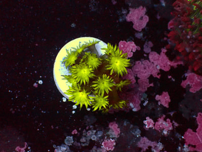Goniopora Toxic | WYSIWYG