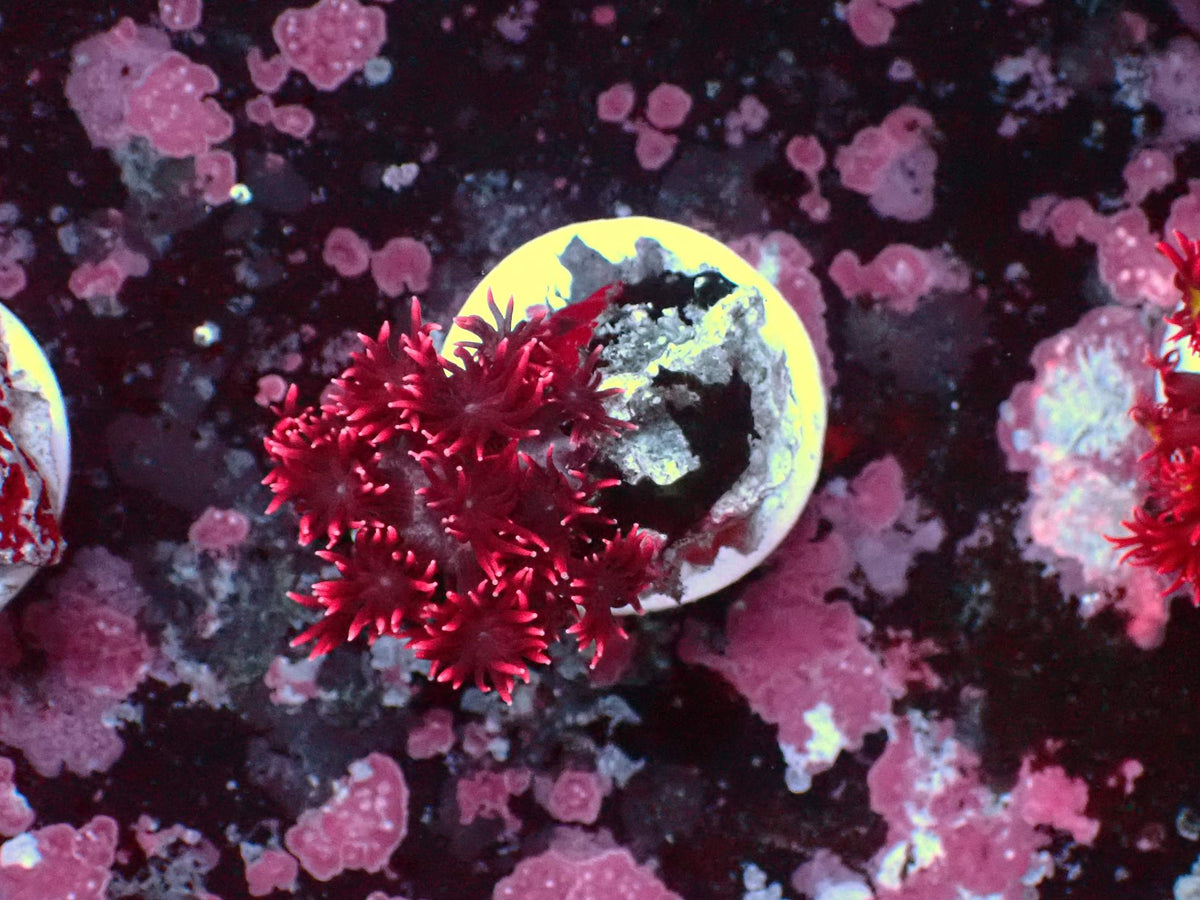 Goniopora Ultra WYSIWYG – Blaulichtaufnahme, weinrot bis pink