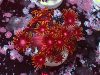 Goniopora Ultra | WYSIWYG