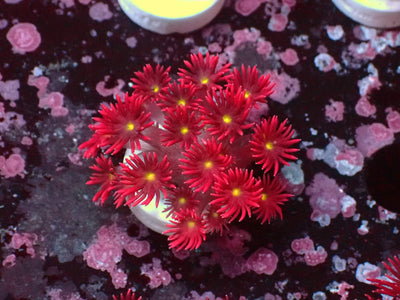 Goniopora Ultra Yellow Center | WYSIWYG