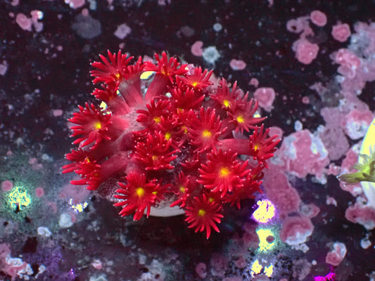 Goniopora Ultra Yellow Center WYSIWYG – Blaulichtaufnahme, rot mit gelber Mitte