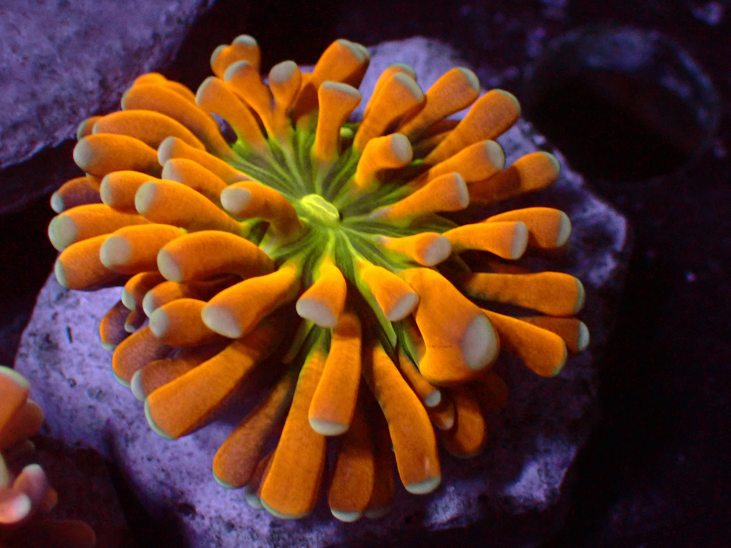 Euphyllia Banana Christata Torch | WYSIWYG
