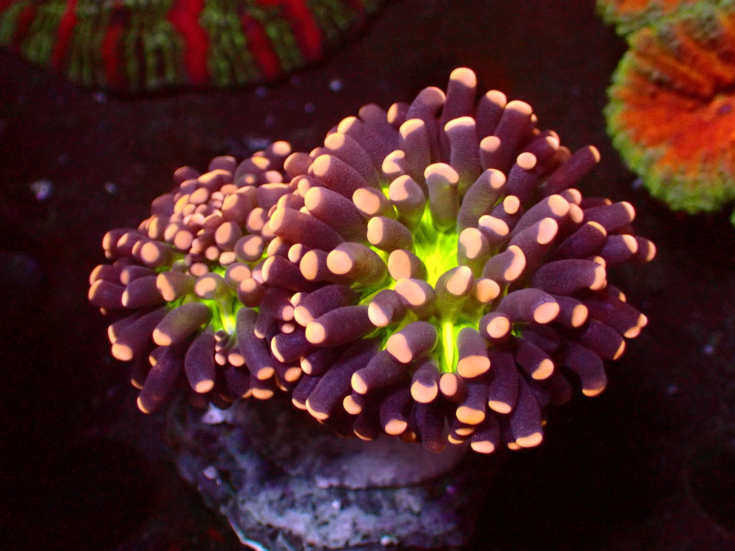 Euphyllia PR Miami Torch | Ableger