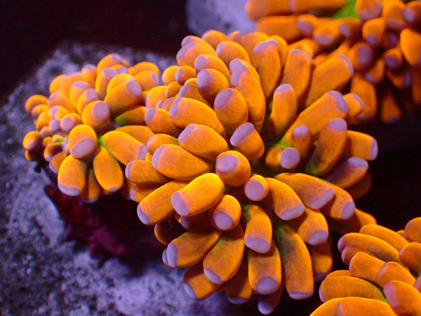 Euphyllia Banana Christata | Doublehead