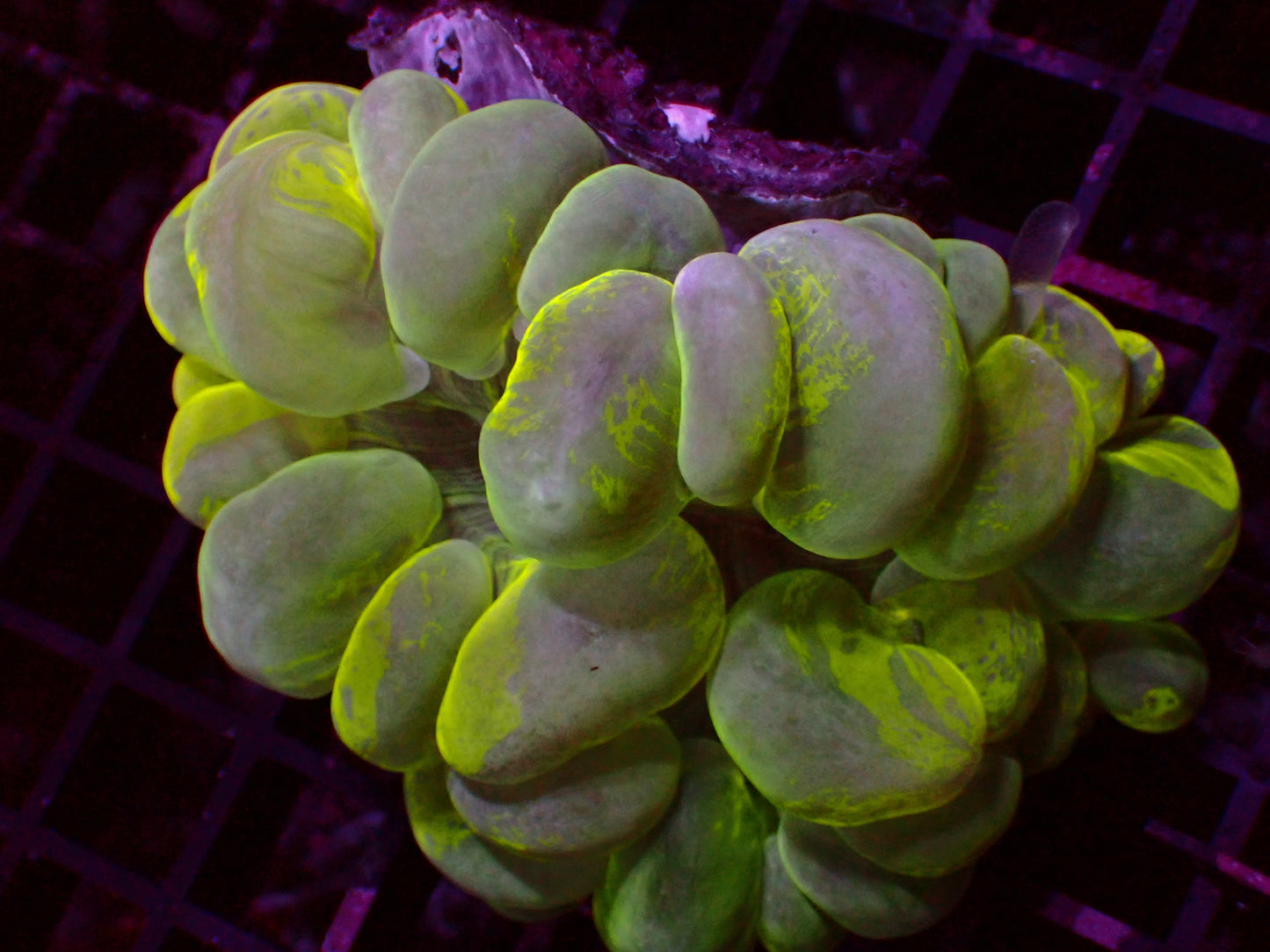 Plerogyra Sinuosa Yellow Grafted | WYSIWYG