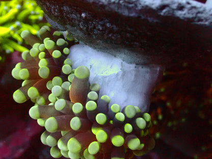 Euphyllia Jumbo Tiger Torch | WYSIWYG