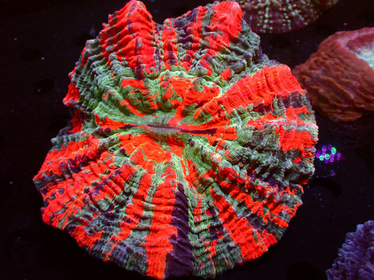 Acanthophyllia Semirainbow | WYSISYG