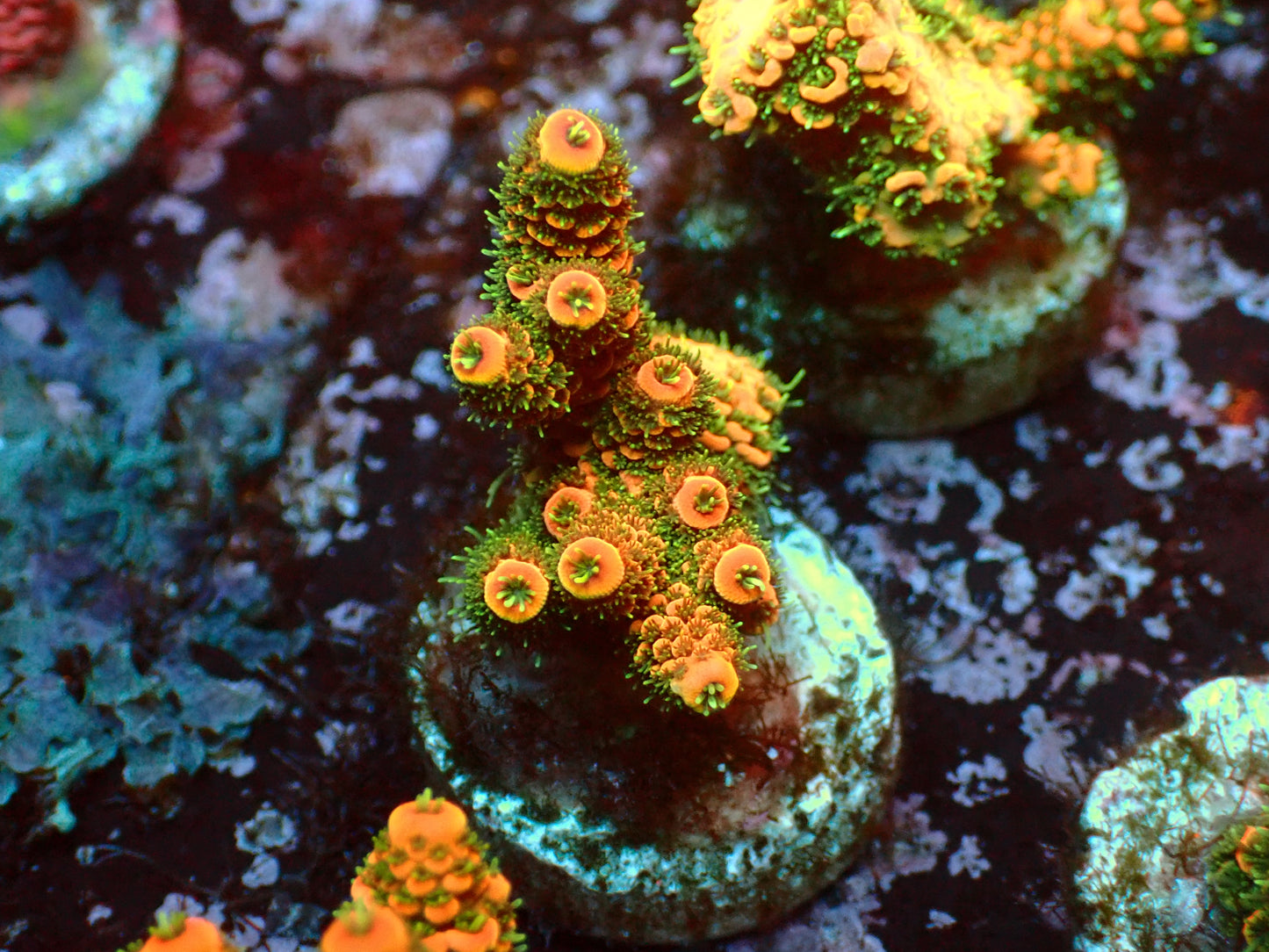 Lorax Millepora | WYSIWYG
