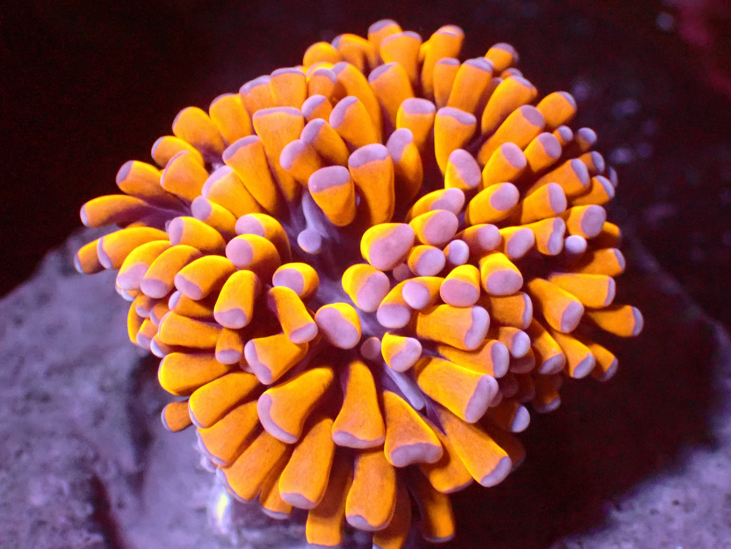 Euphyllia Ultra Yellow Banana Christata Torch | WYSIWYG