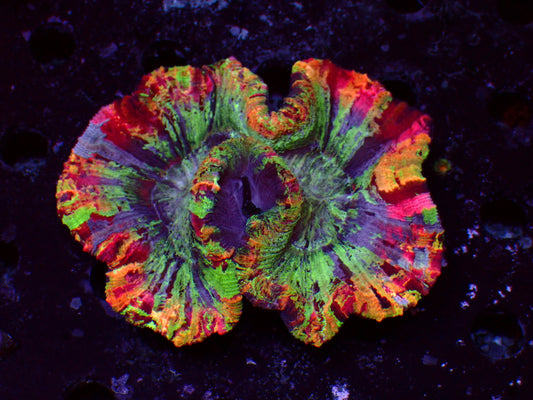 Trachyphyllia "Melting Rainbow" | WYSIWYG