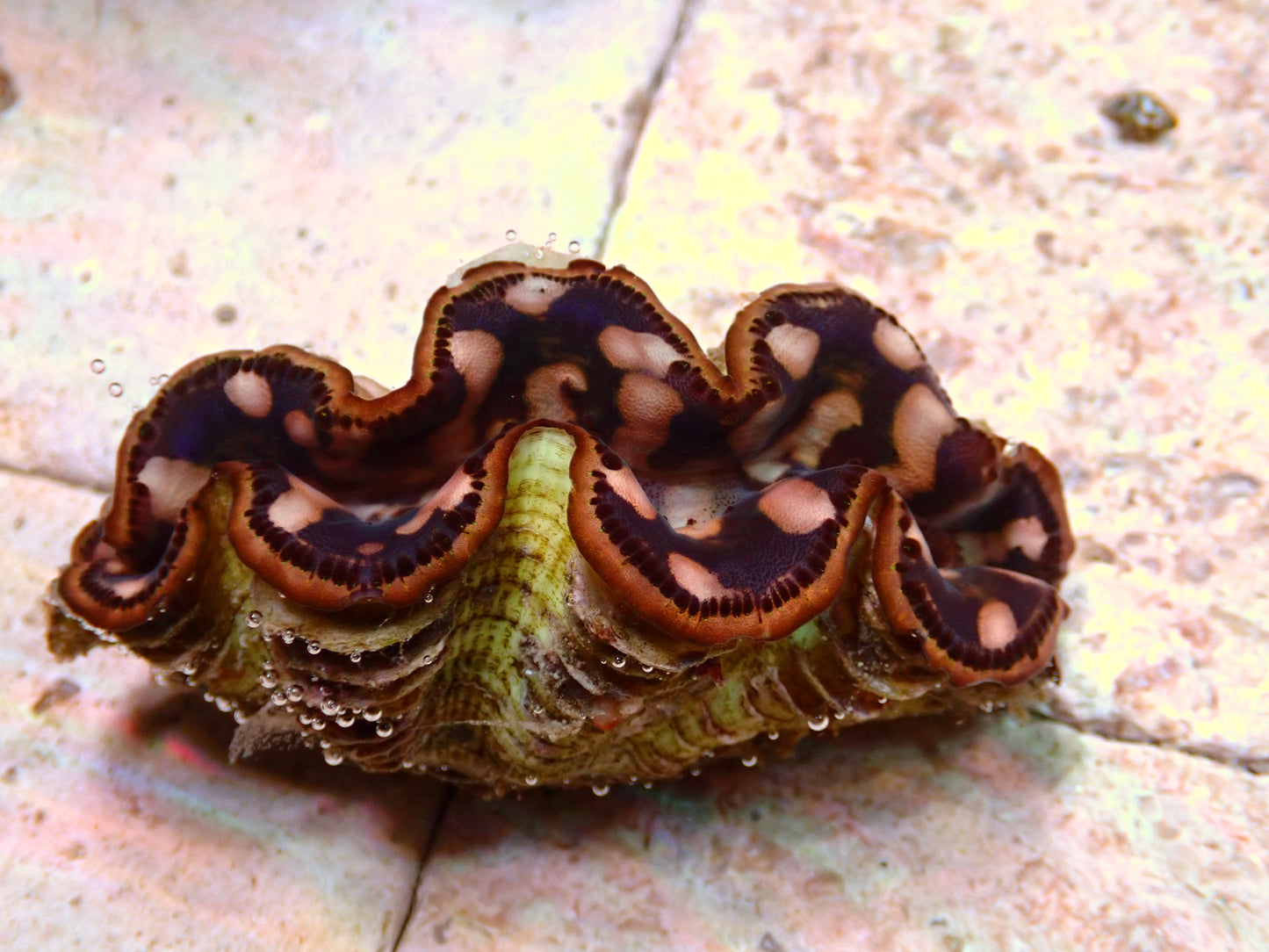 Tridacna Maxima | WYSIWYG