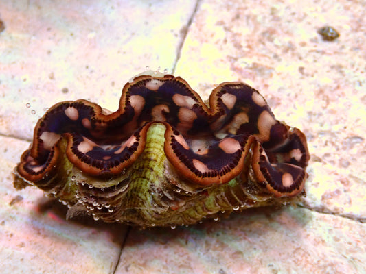 Tridacna Maxima | WYSIWYG