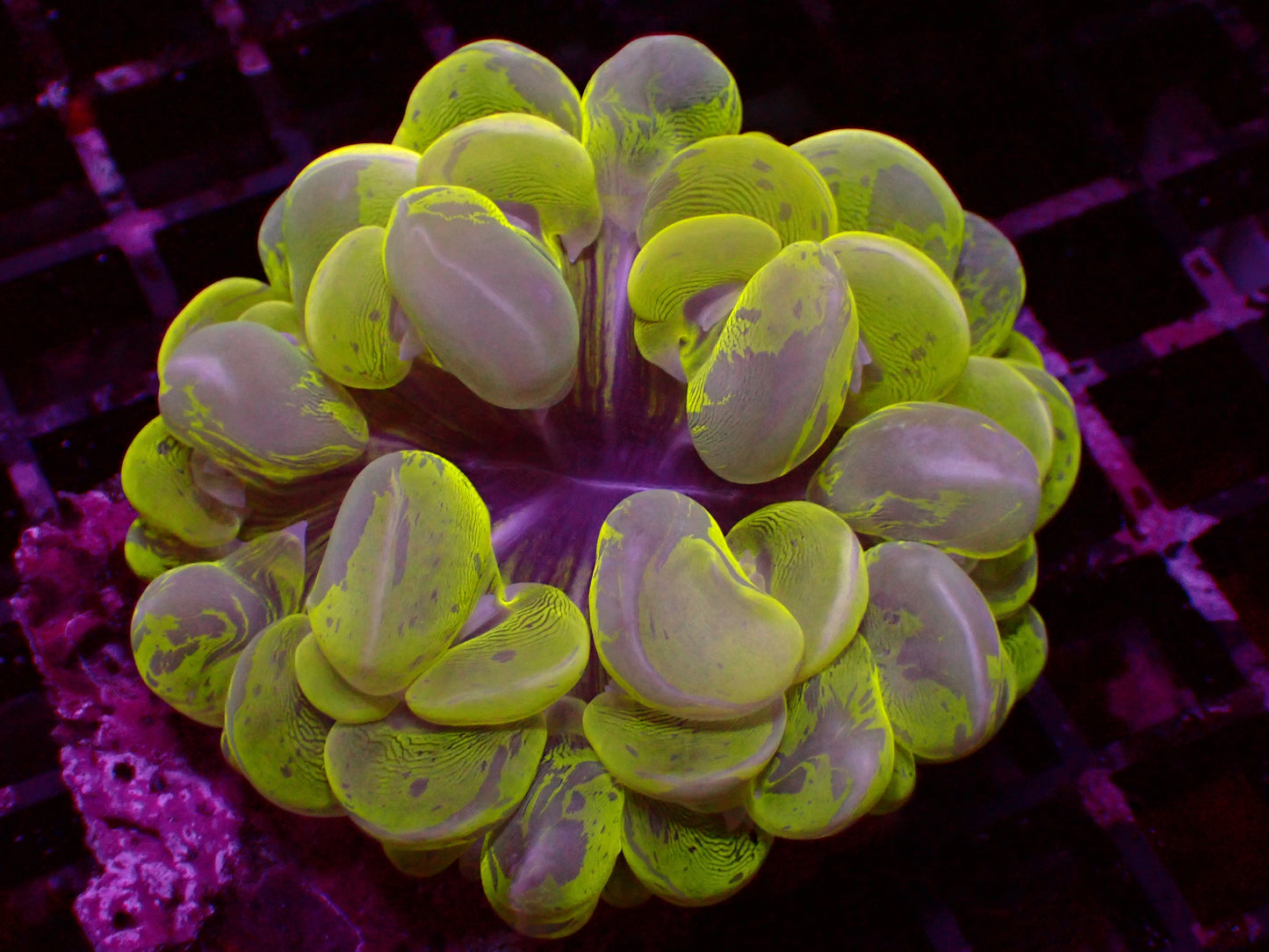 Plerpogyra Sinuosa Yellow Grafted | WYSIWYG