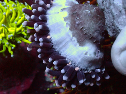 Euphyllia Jumbo Tiger/Raimbow Tips Torch | WYSIWYG