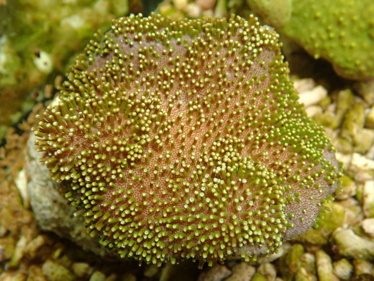 Sarcophyton Fiji WYSIWYG – Tageslichtaufnahme, rosa-beige Stiel und Scheibe mit goldgrünen Polypen und grünem Schimmer