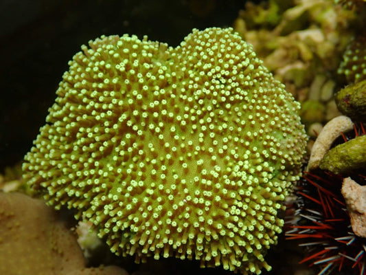 Sarcophyton Fiji WYSIWYG – Tageslichtaufnahme, leuchtend gelbgrün mit hellgrünen Polypen