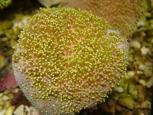 Sarcophyton Fiji WYSIWYG – Tageslichtaufnahme, zartrosa Scheibe mit goldgelben Polypen