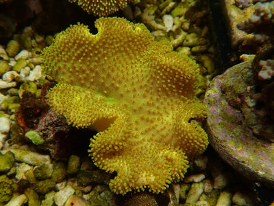 Sarcophyton OG Yellow Fiji | WYSIWYG