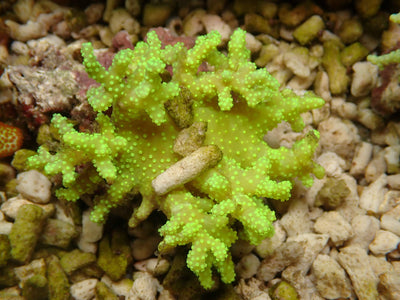Sinularia Neon Fiji | WYSIWYG