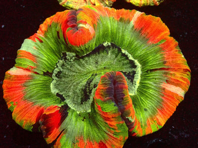 Trachyphyllia Mastergrade | WYSIWYG