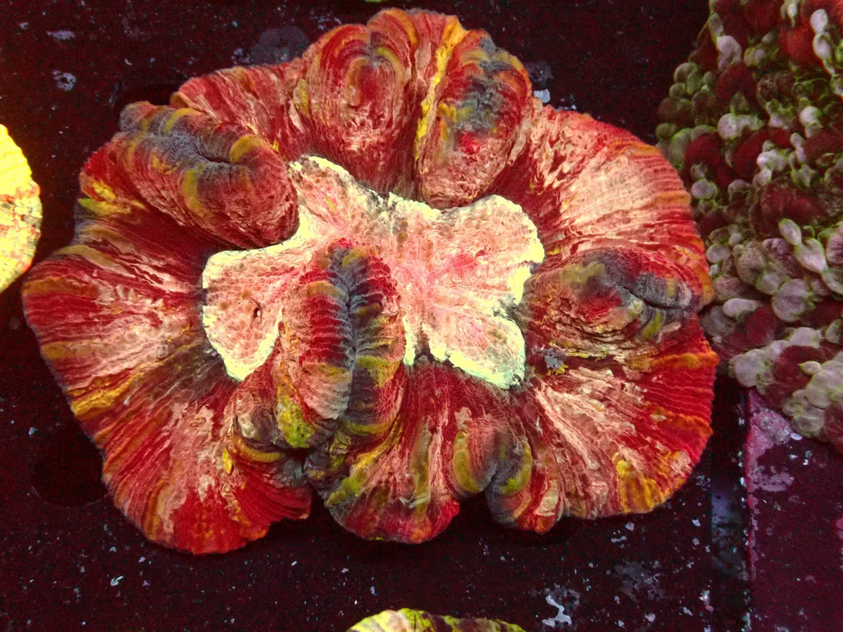 Trachyphyllia Mastergrade WYSIWYG – Blaulichtaufnahme, rot-weiß marmoriert mit gelben Akzenten