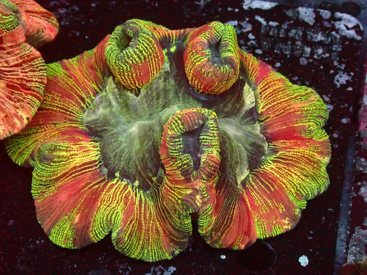 Trachyphyllia Mastergrade WYSIWYG – Blaulichtaufnahme, rot mit neongrüner Zeichnung und grünem Zentrum