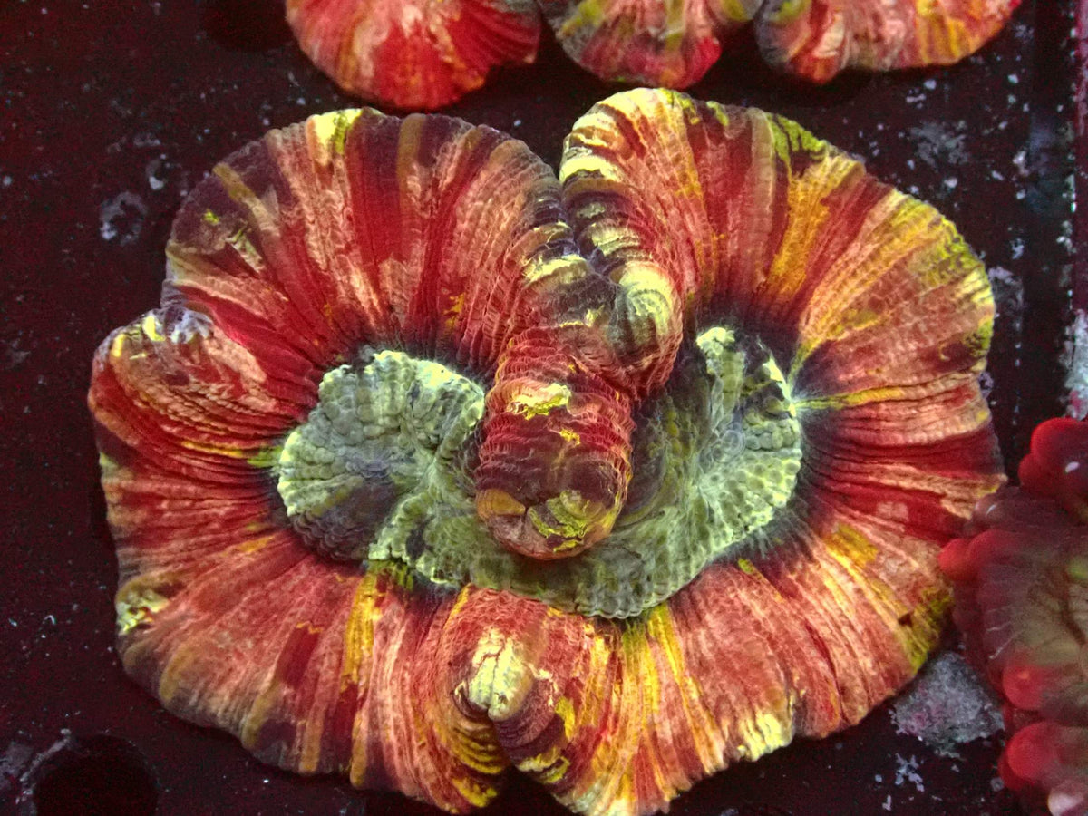 Trachyphyllia Mastergrade WYSIWYG – Blaulichtaufnahme, rot-orange mit gelben Streifen und grünem Zentrum
