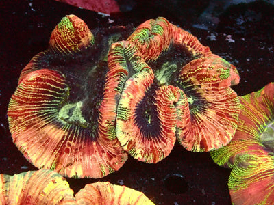 Trachyphyllia Mastergrade | WYSIWYG