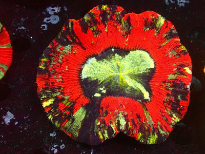 Trachyphyllia Mastergrade | WYSIWYG