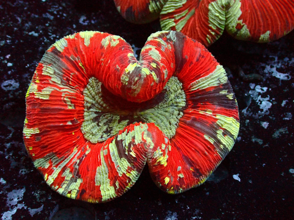 Trachyphyllia Rainbow WYSIWYG – Blaulichtaufnahme, rot mit gelbgrünen Streifen und grüner Mitte