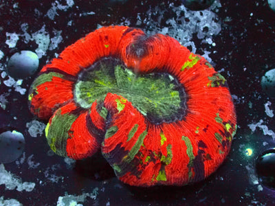 Trachyphyllia Rainbow | WYSIWYG