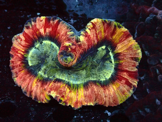 Trachyphyllia Rainbow WYSIWYG – blue light photo, red, orange and yellow striped with glowing green centre