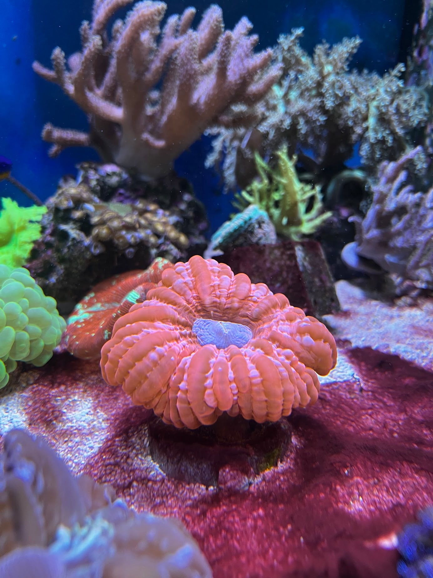 Premium-Reefing-Koralle im Kundenbecken