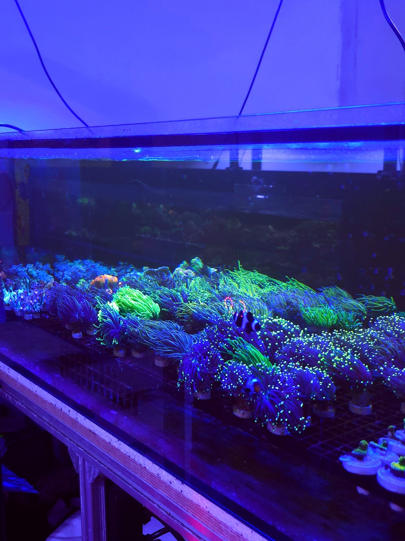 Premium-Reefing-Koralle im Kundenbecken