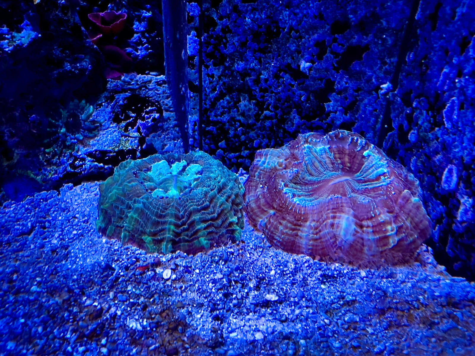Premium-Reefing-Koralle im Kundenbecken